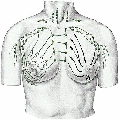 N.l.axillares N.l.infraclaviculares N.l.apicales N.l.centrales N.l.Pectorales N.l.laterales N.