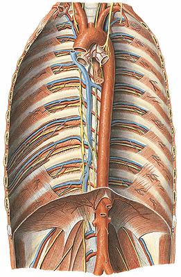 Mediastinum posterius: Esophagus, Aorta thoracica V.