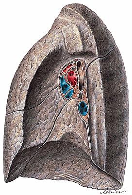 Sulcus a.subclavia Sulcus v.