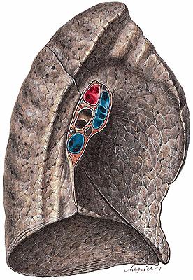 Sulcus arcus aortae Sulcus subclavius Sulcus aorta