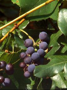 Vitis