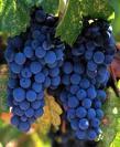 Vitis