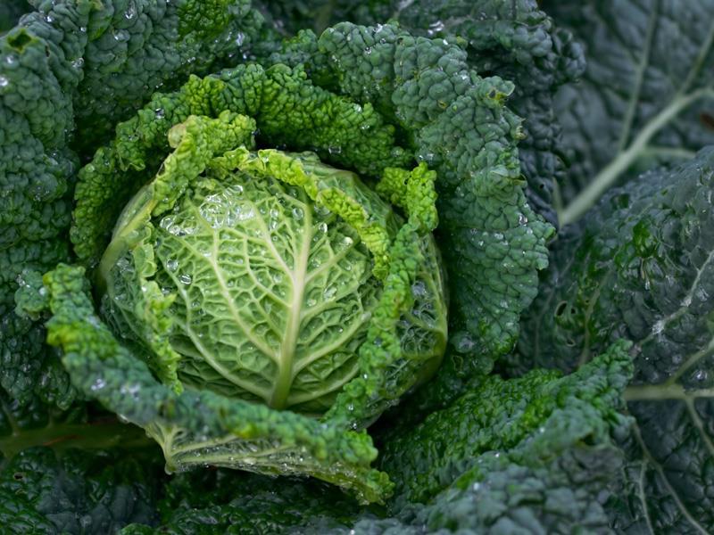 Brassica oleracea var.