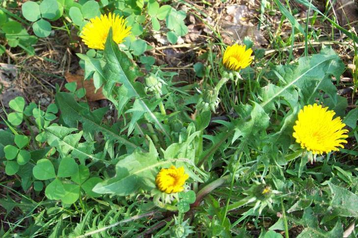 Helianthus tuberosus (Yerelması)