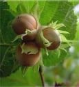 Familya: Betulaceae Tür: Corylus avellana (Fındık)