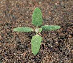 Chenopodium album Sirken Amaranthus