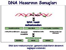DNA HASARINA NEDEN OLAN ETKENLER A. Endojen (spontan) Etkenler fiekil 1. DNA hasar ve sonuçlar (3).