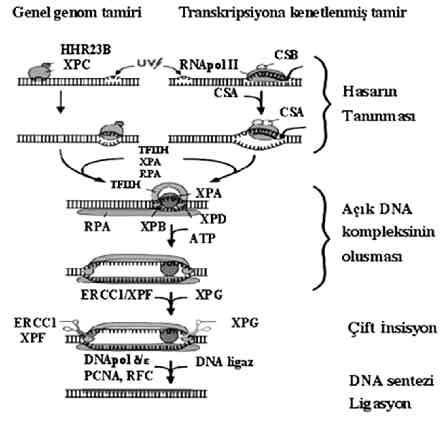 DNA Hasar ve Onar m a) Baz eksizyon onar m (BER) (base excision repair) DNA hasar n n do rudan geri döndürülmesinde, bazlardaki her kimyasal de ifliklik kendine özgü bir onar m mekanizmas gerektirir.