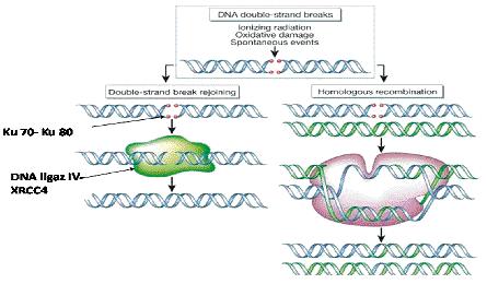 DNA Hasar ve Onar m DSBs ye neden olan en önemli eksojen ajan iyonize radyasyondur (5). NER ve MER proteinleri DSB onar m n 3 aflamada etkiler. 1.