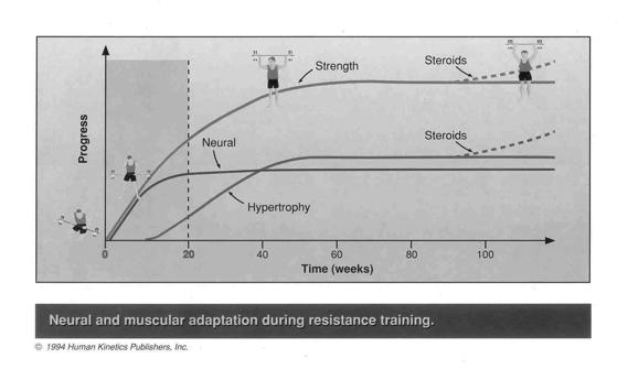 Kas hareketlerinin kuvveti nasıl kontrol edilir? - Motor ünite ateşlemesi - Ateşleme sıklığı - Kas ve tendon reseptörlerinde değişim - Koordinasyon ve beceri Nasıl Daha Kuvvetli Olunur?