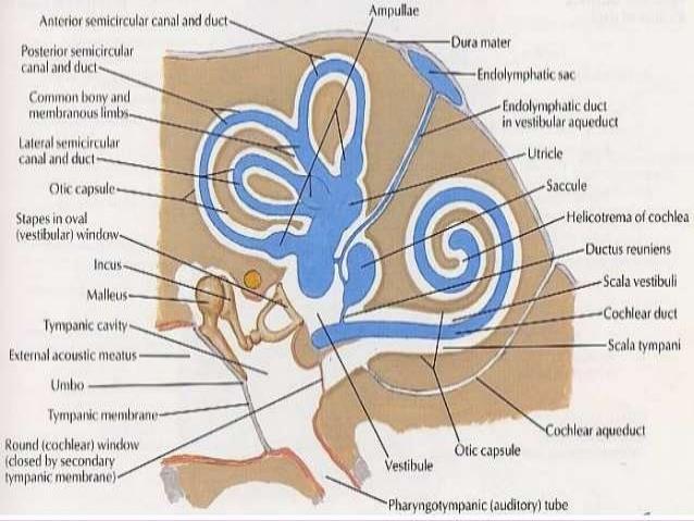 Şekil 1: Kemik ve Membranöz Labirent anatomisi Membranöz kohlea, osseöz spiral laminadan kohlear kanalın dış yüzüne diagonal olarak uzanan, tek katlı hücrelerden oluşan Reisner membranı ve yine