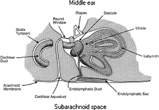 Şekil 3: İç kulak ve subaraknoid boşluk arası bağlantılar 2.