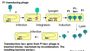 1- Lokalize (Özel) Transdüksiyon Bakteriyofajın girdiği bakteri kromozomunun hep aynı noktasına