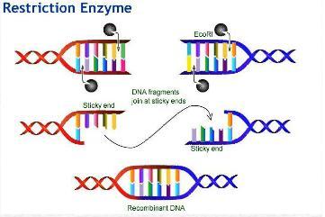 yöntemlerle de (rekombinant DNA