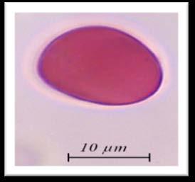 ekzin ortalama 0,4 µm, İntin ortalama 0,5 µm