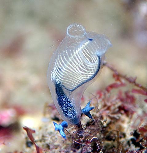 2. Kordalı Omurgasızlar (The Nonvertabrate Chordates) Tunikatlarda kordalı larva formları görülür.