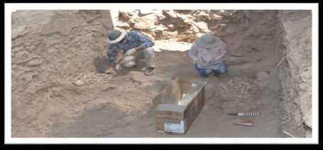 Şekil-2 İskeletlerin bulunduğu kazı alanı 505 Şekil-3 İskeletlerin kazı