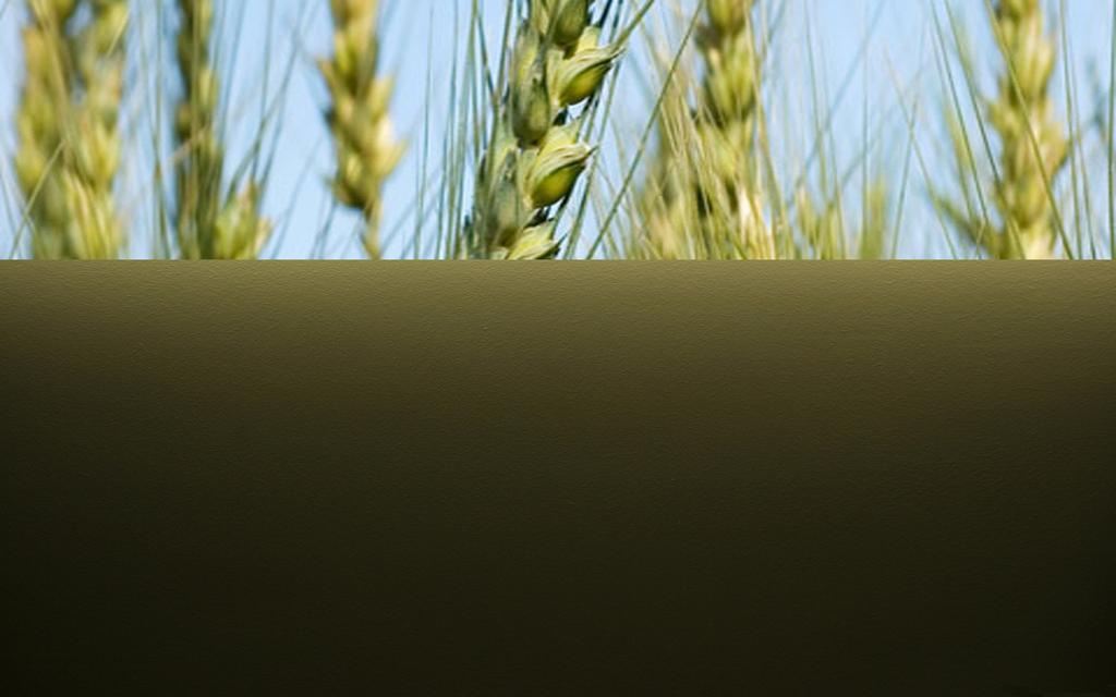 PELEMIR( CEPHALARIA SCYRIACA) EKSTRAKT İLAVELI EKMEKLERDE RENK