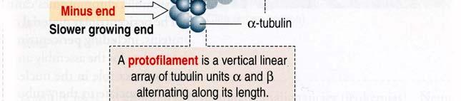 tubulin(< 10 µm) =