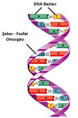 deoksiriboz denilen şeker grubu ve 4 farklı azot bazı. Fosfat-deoksiriboz şekerden oluşan polimerik kısım DNA iskeleti olarak adlandırılmaktadır (Şekil 2.5).