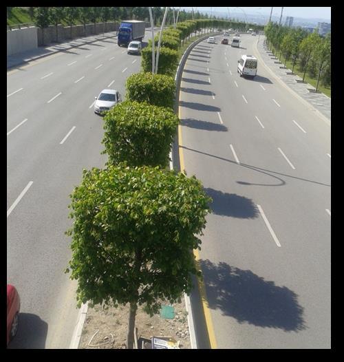 Kentsel Yol Ağaçlandırmalarının Ankara 1071 Malazgirt Bulvarı Örneğinde İrdelenmesi 279 Şekil 5.