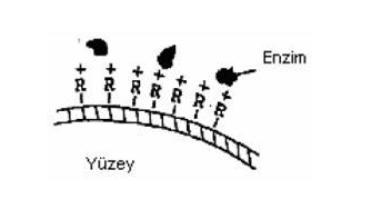 34 enzim ile taşıyıcı arasındaki bağ kovalent bağ kadar güçlü olmadığından enzim kaçısı söz konusudur. Şekil 2.11.