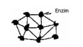36 Şekil 2.12.Çapraz bağlama Kopolimerizasyon yöntemleri Enzimler bir kopolimerizasyon reaksiyonunda monomerlerden biri gibi davranır ve polimer matrikse bağlanmış olur.