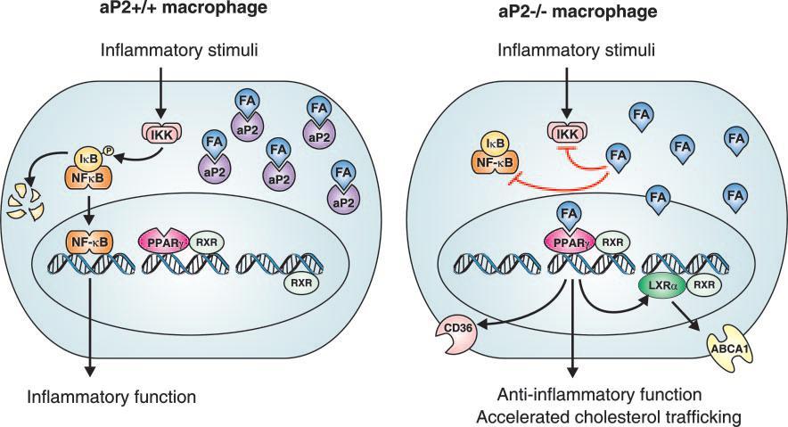 neden olur. PPAR-γ ve LXR-α aktivasyonu ya da ABCA1 ve apolipoprotein E nin aşırı ekspresyonu aterosklerozda azalmaya neden olur. PPAR-γ ve LXR-α antiinflamatuar aktiviteyle de ilişkilidir.