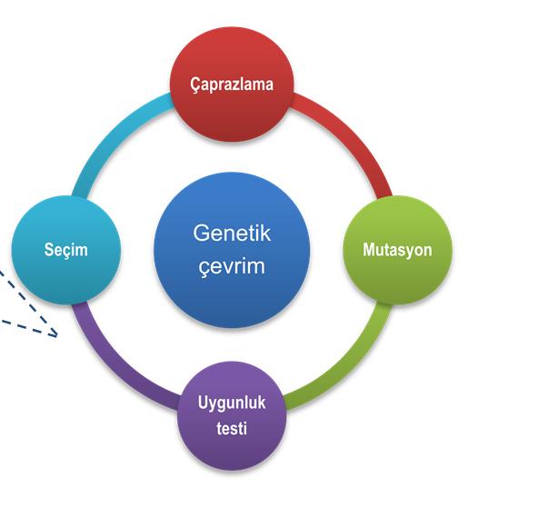 Uygunluk değerlerini hesplm: Nesildeki her bir bireyin uygunluk değerleri hesplnır. iii.