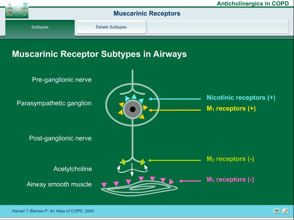 Havayolu muskarinik reseptorleri