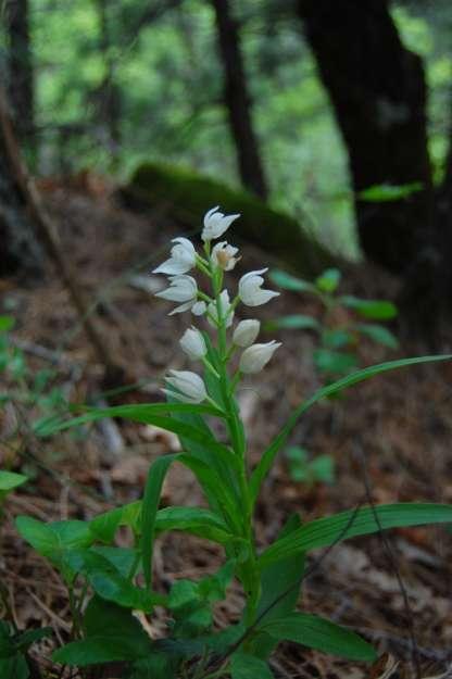 FOTOĞRAFLAR Cephalanthera