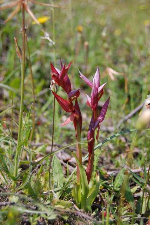 Serapias vomeracea subsp.