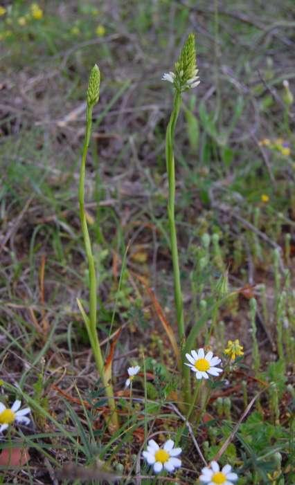 Anacamptis