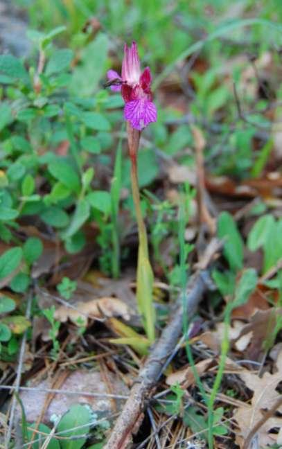 Orchis papilionacea var.