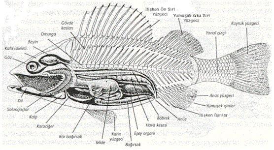 12 Şəkil (2.3 ) Xanı balığının skeleti SUDA-QURUDA YAŞAYANLAR Xarici quruluşu: Bədəni baş, gövdə və ətraflardan ibarətdir.