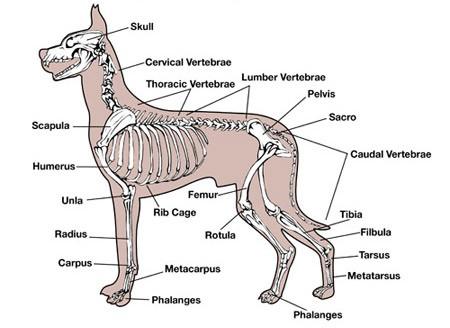 birləşir.korakoid sümüyü yoxdur.bu sümük embrional inkişafın gedişində korakoid çıxıntısı kimi (processus coracoideus) kürək sümüyünə bitişir. Çanaq qurşağı.