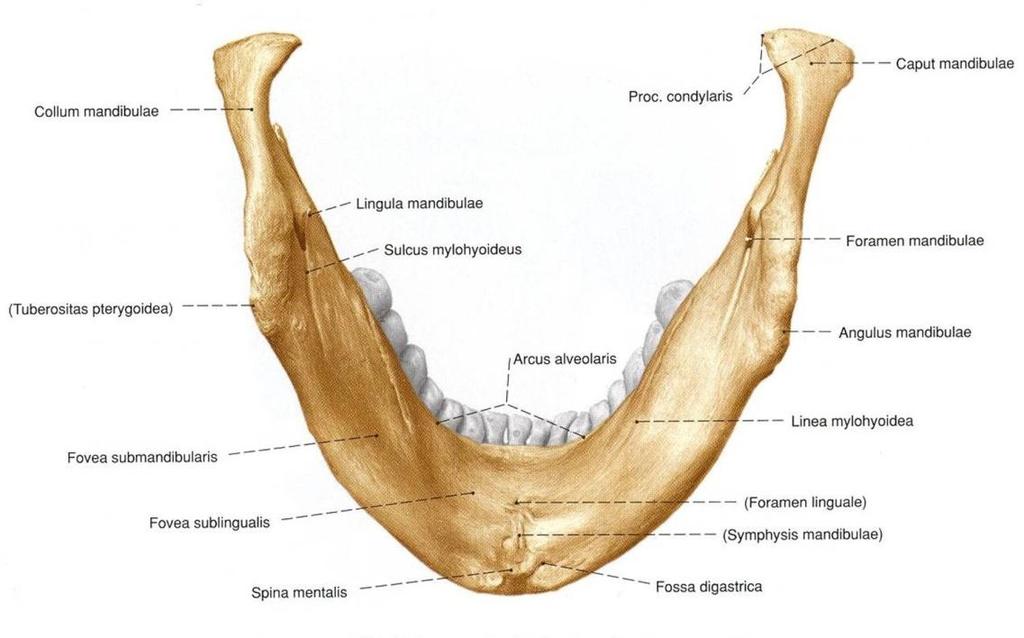 bazen görülen kabartıya torus mandibularis denilir (Arıncı ve Elhan 2006, Gökmen 2008).