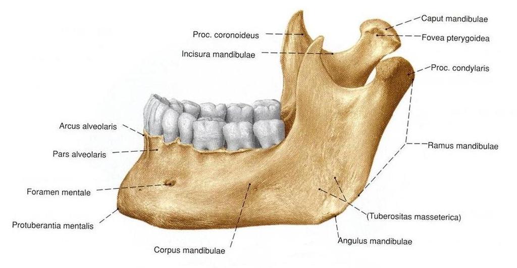 1.3.2. Ramus Mandibulae Ramus mandibulae, yukarıya ve biraz arkaya doğru uzanır. İki yüz ve dört kenardan oluşur. Dış yüz genelde düz olup angulus mandibulae yakınlarında çiğneme kası olan m.