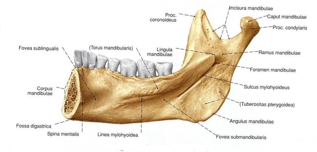 Şekil 1.8. Ramus mandibulae medial yüz (Putz ve ark 2010).
