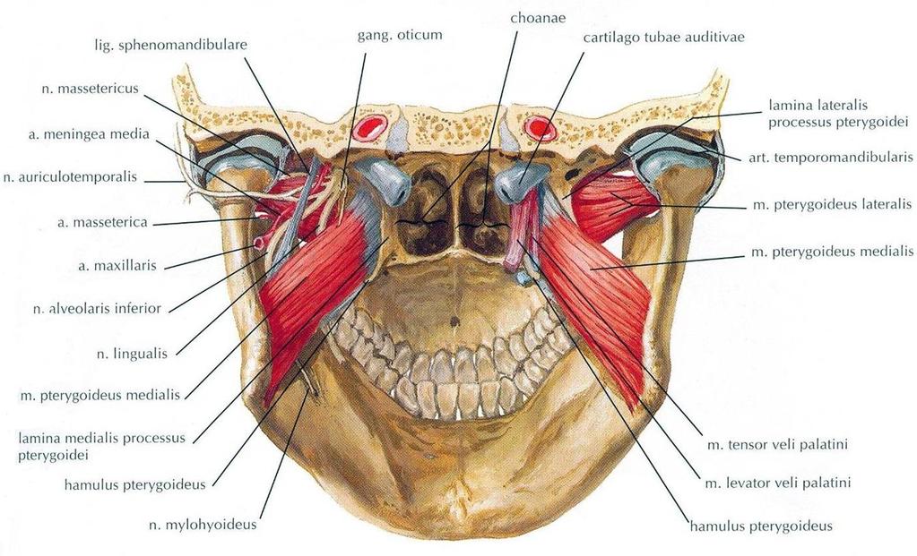 kaldırır ve ayrıca lateral ve öne doğru olan mandibula hareketlerini sağlar (Çelik 2004, Arıncı ve Elhan 2006). Resim 1.14. M.