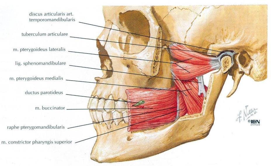 Resim 1.15. M. pterygoideus lateralis (Netter 1997). 1.6.