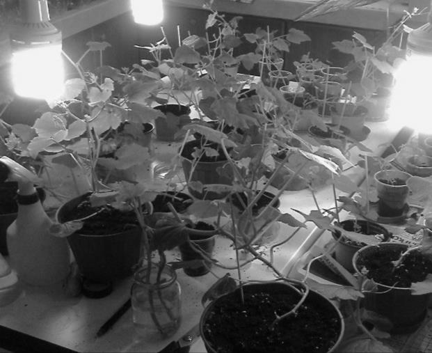 Bitkiciklerin dikimi, plastik poşetlerle kapatma, dış koşullara alıştırılmış bitkiler ve iklim odasında büyümeye