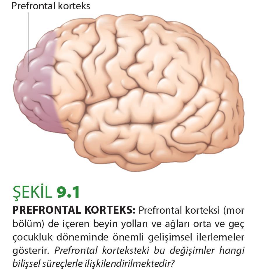 BEYİN Toplam beyin kütlesi stabilize hale gelmekle birlikte beynin pek çok yapısı ve bölümlerinde önemli değişimler ortaya çıkmaya devam etmektedir.