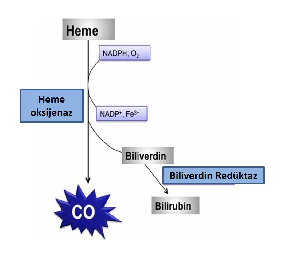 6 CO nun hücresel düzeyde oluşturduğu hasara bağlı olarak zehirlenme gelişir.