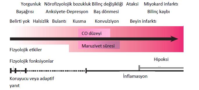 24 2.6. Klinik Belirti ve Bulgular Karbonmonoksit zehirlenmesinin klinik bulguları birçok hastalığı taklit edebilir. Klinik durumun şiddeti, hafif soğuk algınlığından koma ve ölüme kadar değişebilir.