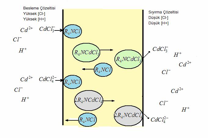 + 2+ + + Cd + 3Cl HCdCl3 H + CdCl3 + 2+ + 2 2 + Cd + 4Cl H 2CdCl4 2H + CdCl4 H [2] H [3] Oluşan kompleksler, besleme-membran ara yüzeyinde ileri yöndeki reaksiyona, membran-sıyırma ara yüzeyinde ise
