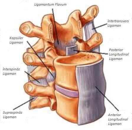 9 oluşturur. Ortada interspinöz ligament lifleri ile yakın ilişki içindedir.