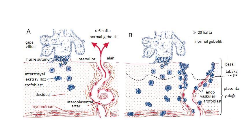 kısmında invazyon oluşur ancak myometrial kısmında oluşmaz. Bu nedenle spiral arterler daha küçük çapda lümen ve kalın kas duvarlarına sahiptir (Şekil 1,2) (37). Şekil 1.