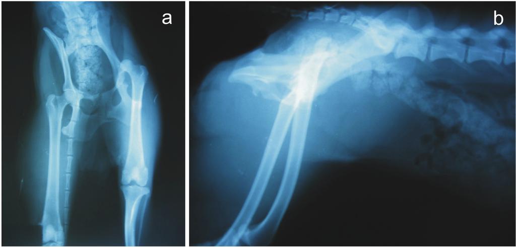 Ankara Üniv Vet Fak Derg, 59, 2012 49 Bu çalışma ile, Gülhane Askeri Tıp Akademisi Ortopedi ve Travmatoloji Anabilim Dalı öğretim üyeleri tarafından geliştirilen, insan pelvis ve tibia kırıklarının