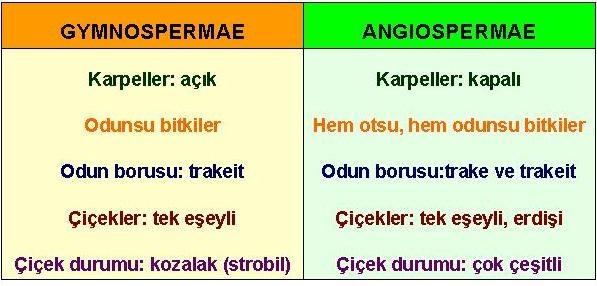 Farmasötik Botanik 6. Hafta Angiospermae, Monocotyledones Doç. Dr. Nilüfer ORHAN 6. Hafta: Angiospermae Farmakognozi Anabilim Dalı Önemli droglar Oda No:304 E-Posta:nsendogdu@gazi.edu.